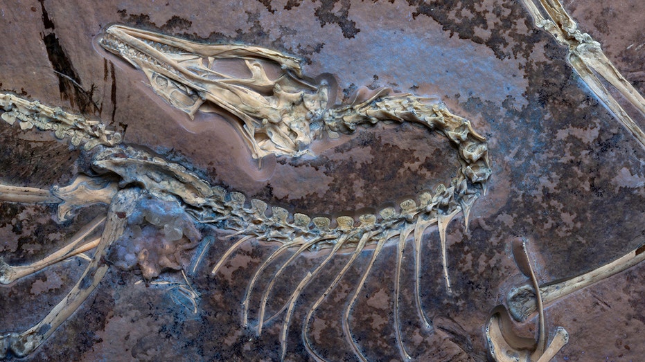 Scientists uncover new secrets of rare feathered fossil showing early bird evolution Architects Australia