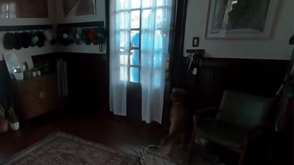 WATCH: Artemis II astronaut Christina Koch reunites with dog after 10 days in space Architects Australia